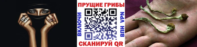 Купить где  Солнечногорск  Псилоцибиновые грибы мицелий 